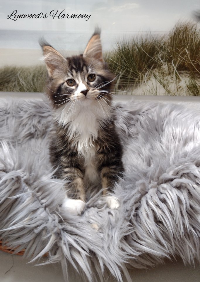 5 kleine Ekh/Maine coon mix kitten suchen ab Mitte Februar 23 on sale