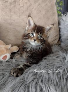 5 kleine Ekh/Maine coon mix kitten suchen ab Mitte Februar 23 on sale